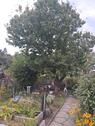 Foto - Kleingarten, Pachtgarten - 1.500,00 EUR Kaltmiete, ca.  0,00 m²
