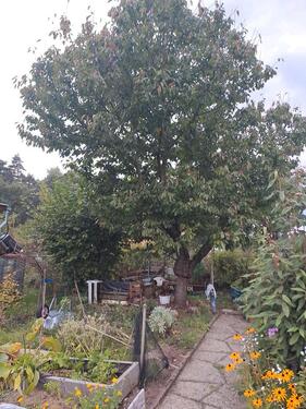Foto - Kleingarten, Pachtgarten - 1.500,00 EUR Kaltmiete, ca.  0,00 m²