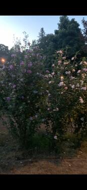 Foto - 4 Zimmer Einfamilienhaus in Hennigsdorf