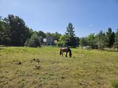 Foto - Pferde Wiese zu verpachten in Ludwigslust Stadt (Plantagenweg)