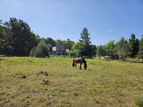Foto - Pferde Wiese zu verpachten in Ludwigslust Stadt (Plantagenweg)