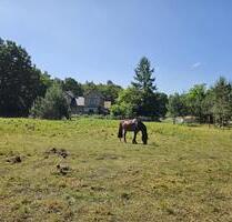 Pferde Wiese zu verpachten in Ludwigslust Stadt (Plantagenweg)