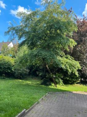 Foto - Einfamilienhaus in Kaiserslautern zum Kaufen
