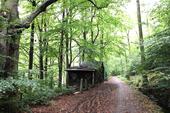 Foto - Waldgrundstück mit älterem Mischbewuchs
