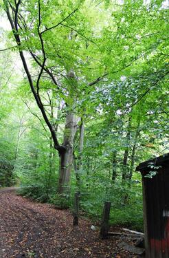 Foto - Grundstück in Aue-Bad Schlema