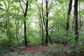 Foto - Grundstück in Aue-Bad Schlema zur Miete