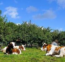 31495 - zur Pacht Großzügige, moderne EG-Produktion: Räucherei für Schwarzwälder Schinken. Befahrbarer VA-Personen- u. Lastenfahrstuhl. - Kuppenheim