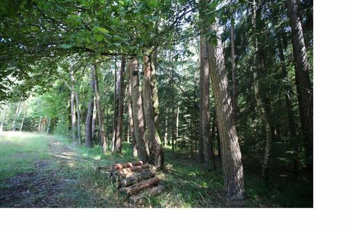 Foto - Grundstück zur Miete in Lauf an der Pegnitz