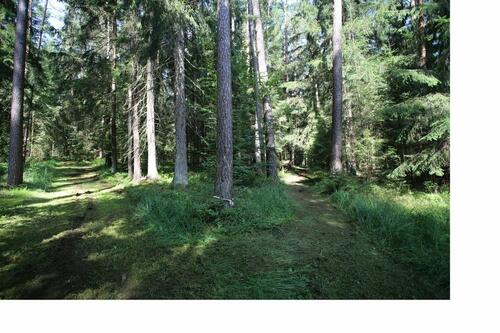 Foto - Grundstück in Lauf an der Pegnitz zur Miete