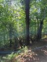 Foto - 640 m² Waldgrundstück Waldstück Wald Forstfläche Grundstück