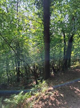 Foto - 640 m² Waldgrundstück Waldstück Wald Forstfläche Grundstück