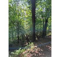 640 m² Waldgrundstück Waldstück Wald Forstfläche Grundstück - Klingenmünster