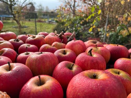 Foto - Kleingarten im Kleingärtnerverein Schwarzer Kamp e.V