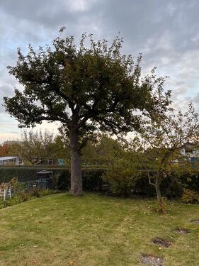 Foto - Grundst&uuml;ck zur Miete in Braunschweig