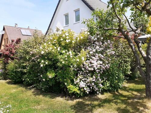Foto - Solides EFH im begehrten Stadtteil Schwerin- Neumühle