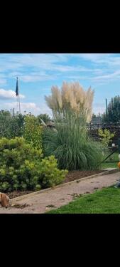 Foto - Grundst&uuml;ck in Bad Langensalza zum Kaufen