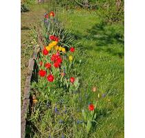 Schrebergarten - 60,00&nbsp;EUR Kaltmiete, ca.&nbsp; 0,00&nbsp;m&sup2; in Ilsenburg (Harz) (PLZ: 38871)