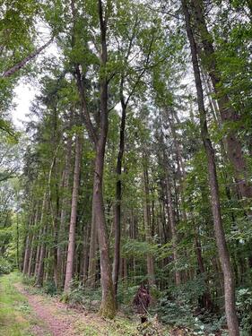 Foto - Mischwald Freizeitgrundstück - 5,00 EUR Kaltmiete, ca.  0,00 m²