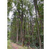 Mischwald Freizeitgrundstück - 5,00 EUR Kaltmiete, ca.  0,00 m² in Helsa (PLZ: 34298)