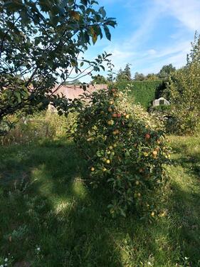 Foto - Grundst&uuml;ck zur Miete in Dresden