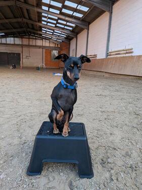 Foto - Reithalle zu vermieten - 40,00&nbsp;EUR Kaltmiete,
