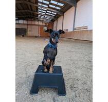 Reithalle zu vermieten - 40,00&nbsp;EUR Kaltmiete, in Swisttal (PLZ: 53913)