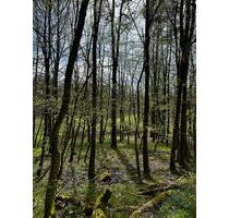 Gartengrundstück Mietgarten Offenstall Pferdehaltung - Rabenau