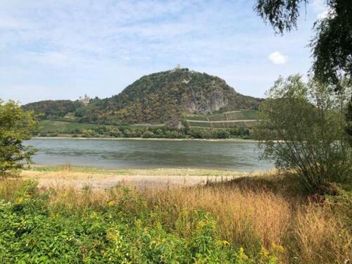 Foto - traumhafte Altbauwohnung - 130 qm Haus - Rheinblick & Dachterasse