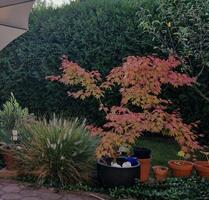 Einfamilienhaus EFH Peine Schwicheldt 4 Zimmer mit Grundstück