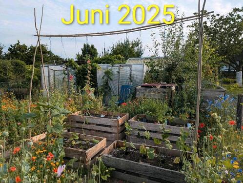 Foto - Kleingarten in Hattorf ab sofort abzugeben