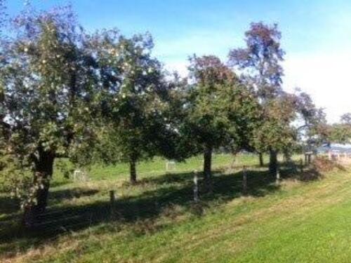 Foto - Lichtdurchflutete Wohnung 1OG, 3 Zi KDB, Balkon, 105 m2, Gartenmitbenutzung