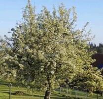 3 Zimmer Wohnung in Rotensol - 700,00 EUR Kaltmiete, ca.  88,00 m² in Bad Herrenalb (PLZ: 76332)