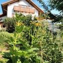 Foto - 3 Zimmer Einfamilienhaus zum Kaufen in Bodenmais