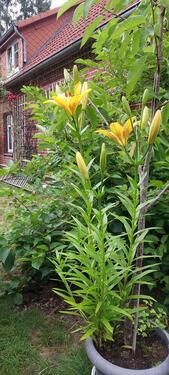 Foto - Erdgeschoßwohnung in Schneverdingen zur Miete