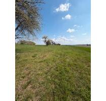 Streuobstwiese in Alleinlage zu verpachten - Nebra (Unstrut)