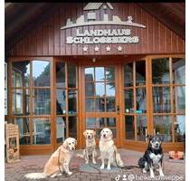 Reisegutschein 2 Nächte Hochsauerland Nähe Winterberg mit Hund - Medebach