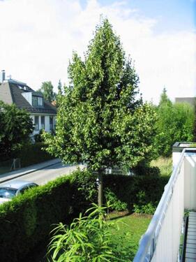 Foto - Großzügige 2-Zimmer-Wohnung mit großem Balkon und TG (frei)