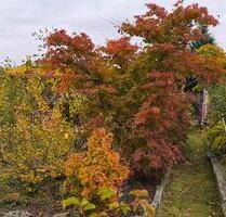 Kleingarten Garten in Reutershagen - Rostock Evershagen