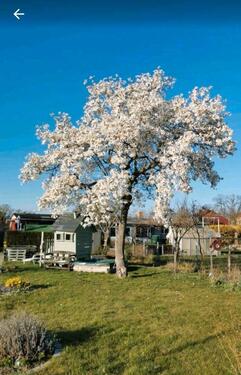 Foto - Kleingarten in liebevolle Hände abzugeben