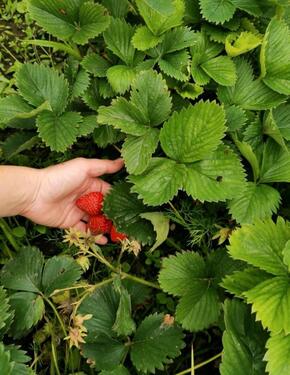 Foto - Grundst&uuml;ck zur Miete in Leipzig
