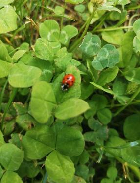 Foto - Grundst&uuml;ck in Leipzig