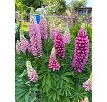 Pachtgarten komplett abzugeben - 2.799,00&nbsp;EUR Kaltmiete, ca.&nbsp; 0,00&nbsp;m&sup2; in Plauen (PLZ: 08525) Bahnhofsvorstadt