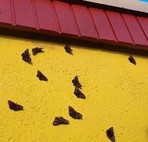 Kleingärten - 3.333,00&nbsp;EUR Kaltmiete, ca.&nbsp; 0,00&nbsp;m&sup2; in Neubrandenburg (PLZ: 17033)