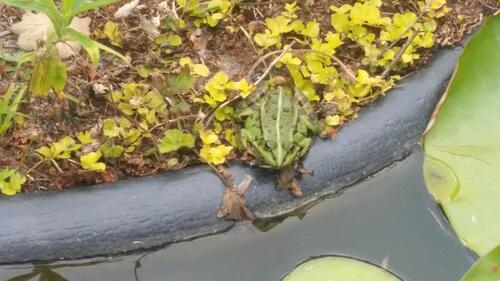 Foto - Grundst&uuml;ck zur Miete in Neubrandenburg