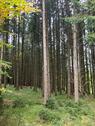 Foto - Waldstück bei Weilheim-Otting - 5,00&nbsp;EUR Kaltmiete, ca.&nbsp; 0,00&nbsp;m&sup2;