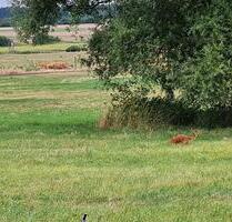 Sonnige Wohnung - 455,00&nbsp;EUR Kaltmiete, ca.&nbsp; 95,00&nbsp;m&sup2; in Kuhfelde (PLZ: 29416)