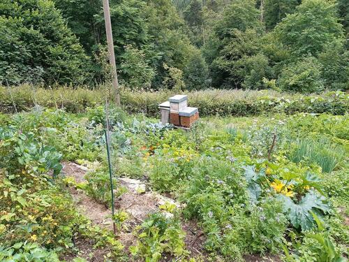 Foto - 6 Zimmer Einfamilienhaus in St. Blasien