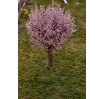 2 Einfamilienhäuser mit Potenzial Hobbyschrauber - Nidda