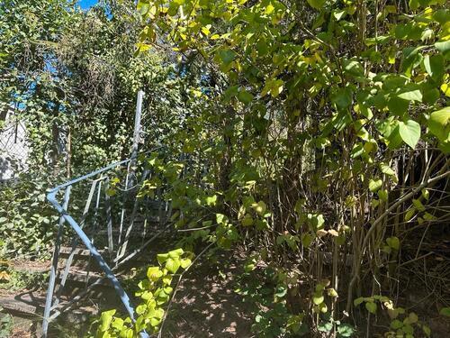 Foto - Gartengrundstück in 97941 TBB - 200,00 EUR Kaltmiete, ca.  0,00 m²
