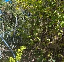 Gartengrundstück in 97941 TBB - 200,00 EUR Kaltmiete, ca.  0,00 m² in Lauda-Königshofen (PLZ: 97922)